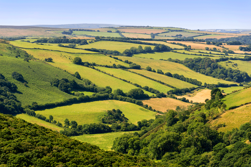 Mid Devon fields